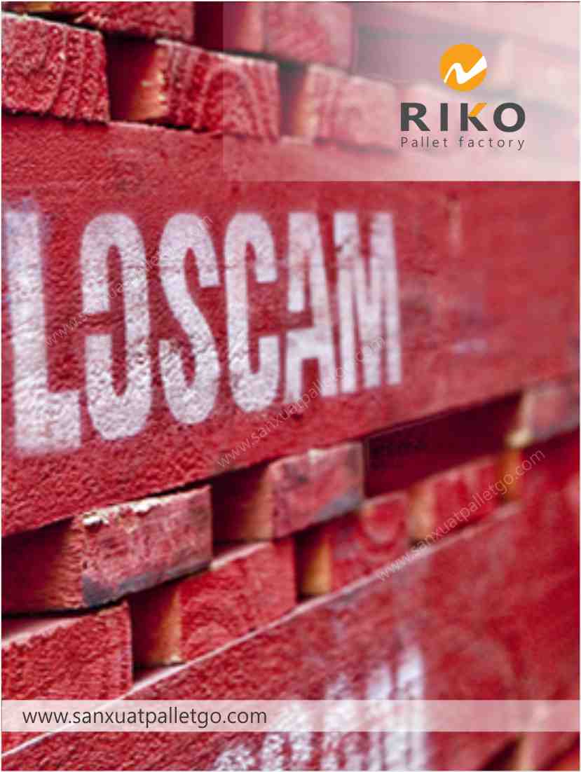 Pallet Gỗ Loscam